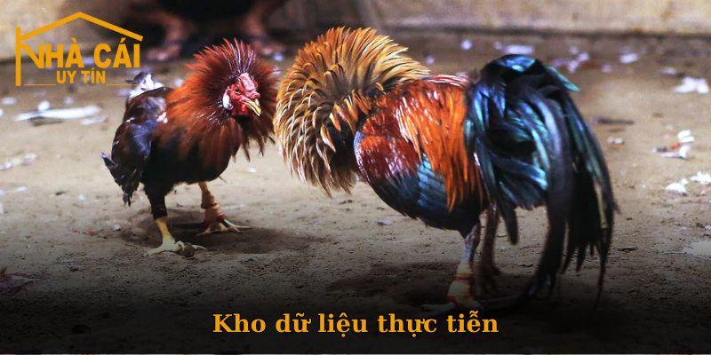 Bí quyết chọn chiến kê chiến thắng